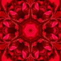 abstract background of rose flower with water drops pattern of a kaleidoscope. red black background fractal mandala Royalty Free Stock Photo