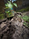 Abstract background of rotting old wooden carcass Royalty Free Stock Photo