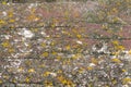 Close-up Detail of  Weathered Red Painted Timber with Yellow Algae Royalty Free Stock Photo