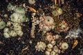 Abstract background, rough gray stone covered with beautiful colorful moss and lichen. Plants on a rock, close-up, selective focus Royalty Free Stock Photo