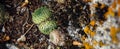 Abstract background, rough gray stone covered with beautiful colorful moss and lichen. Plants on a rock, close-up, selective focus Royalty Free Stock Photo