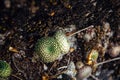 Abstract background, rough gray stone covered with beautiful colorful moss and lichen. Plants on a rock, close-up, selective focus Royalty Free Stock Photo