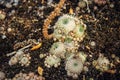 Abstract background, rough gray stone covered with beautiful colorful moss and lichen. Plants on a rock, close-up, selective focus Royalty Free Stock Photo