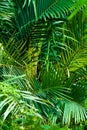 Abstract background of sago palm with green leaves and long Royalty Free Stock Photo