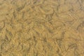 Abstract background of sand ripples under clear water at the beach Royalty Free Stock Photo