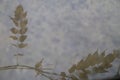 Abstract background of shadow of leaves and branch on water surface Royalty Free Stock Photo