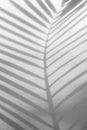 Abstract background of shadow palm leaves on concrete rough texture wall Royalty Free Stock Photo