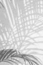 Abstract background of shadow palm leaves on wall. Royalty Free Stock Photo