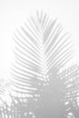 Abstract background of shadow palm leaves on wall. Royalty Free Stock Photo