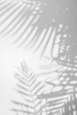 Abstract background of shadow palm leaves on wall. Royalty Free Stock Photo