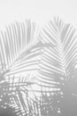 Abstract background of shadow palm leaves on wall. Royalty Free Stock Photo