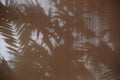 Abstract background shadow shade of the palm leaf Royalty Free Stock Photo