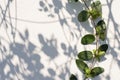 Abstract background of shadows leaves on a white concerte wall with green leaves Royalty Free Stock Photo