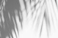 Abstract background of shadows palm leaf is tropical leaves on a white wall Royalty Free Stock Photo