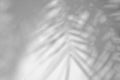 Abstract background,shadows Palm leaf on white cement wall Royalty Free Stock Photo