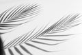 Abstract background of shadows palm leaf on a white wall. Royalty Free Stock Photo