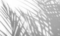 Abstract background of shadows palm leaf on a white wall