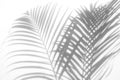 Abstract background of shadows palm leaf on a white wall Royalty Free Stock Photo