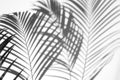 Abstract background of shadows palm leaf on a white wall Royalty Free Stock Photo