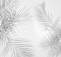 Abstract background of shadows palm leaf on a white wall Royalty Free Stock Photo