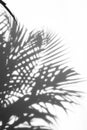 Abstract background of shadows palm leaf on a white wall Royalty Free Stock Photo