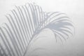 Abstract background of shadows palm leaves on white concrete rough texture Royalty Free Stock Photo