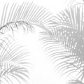 Abstract background of shadows palm leaves on a white wall. Royalty Free Stock Photo