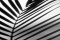 Abstract background of shadows palm leaves on a white wall. Royalty Free Stock Photo