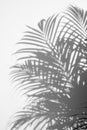 Abstract background of shadows palm leaves on a white wall. Royalty Free Stock Photo