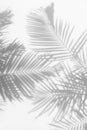 Abstract background of shadows palm leaves on a white wall. Royalty Free Stock Photo