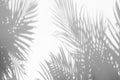 Abstract background of shadows palm leaves on a white wall. Royalty Free Stock Photo