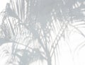 Abstract background of shadows palm leaves on a white wall. Royalty Free Stock Photo