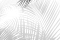Abstract background of shadows palm leaves on a white wall. White and Black. Royalty Free Stock Photo