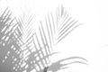 Abstract background of shadows palm leaves on a white wall. White and Black Royalty Free Stock Photo
