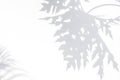 Abstract background of shadows papaya leaf on a white wall. Royalty Free Stock Photo