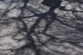 Abstract background of shadows from tree branches Royalty Free Stock Photo