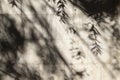 Abstract background of shadows tree leaves on a stone wall.