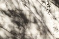 Abstract background of shadows tree leaves on a wall