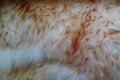 Abstract background. sheep`s wool. Royalty Free Stock Photo