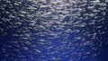 Abstract background of silver anchovies