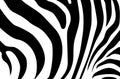 Abstract background skin of a zebra, white and black color. Royalty Free Stock Photo