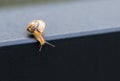 Abstract background slowness of macro image snail slowly movements, selective focus Royalty Free Stock Photo