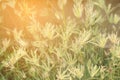 Abstract background of soft and blurred grassland of Swallen Finger Grass. Royalty Free Stock Photo