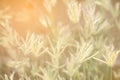 Abstract background of soft and blurred grassland of Swallen Finger Grass. Royalty Free Stock Photo