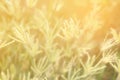 Abstract background of soft and blurred grassland of Swallen Finger grass Royalty Free Stock Photo