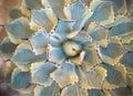 Abstract background - Soft focus abstract cactus background