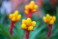 Abstract background - Soft focus abstract flowers on field background Royalty Free Stock Photo