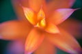 Abstract background - Soft focus blurred orange flower in green background Royalty Free Stock Photo