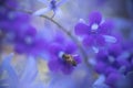 Abstract background - Soft focus blurred violet flowers background