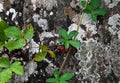 Abstract background with speckled stone covered with moss and a plant with wild berries weaving on it Royalty Free Stock Photo